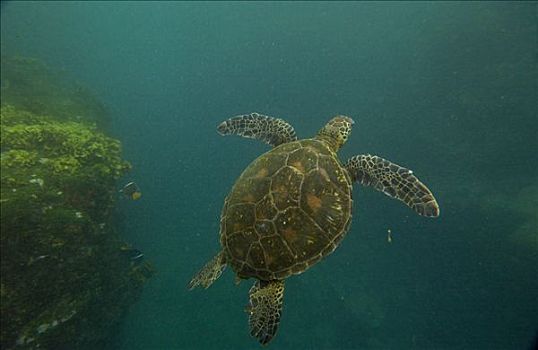 太平洋,绿海龟,龟类,游泳,上方,礁石,圣地亚哥,岛屿,濒危,加拉帕戈斯群岛