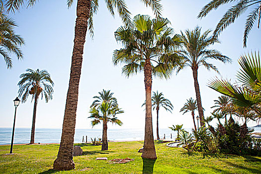 棕榈树,花园,地中海