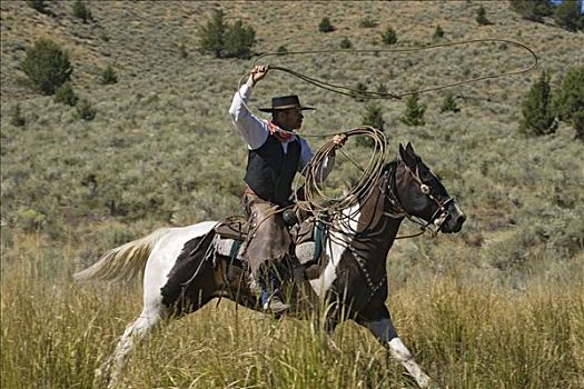 牛仔,骑,家养马,马,投掷,套索,俄勒冈