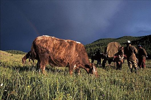 牦牛,牛,母牛,公牛,哺乳动物,彩虹,蒙古,亚洲,动物