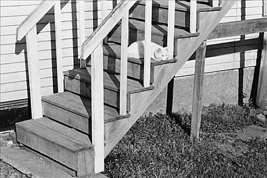 猫,楼梯