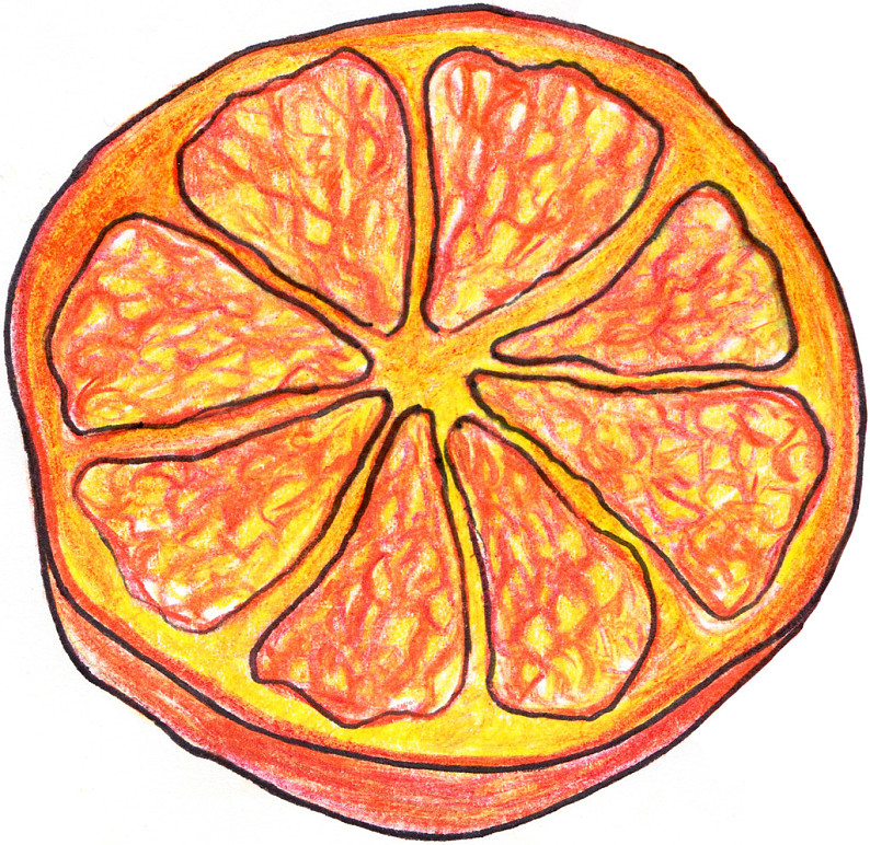 橙子切片素描图片