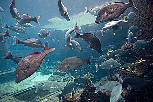 水族箱,室内,拿骚,新普罗维登斯,岛屿,巴哈马