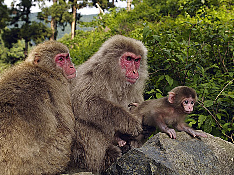 日本猕猴,雪猴,父母,日本