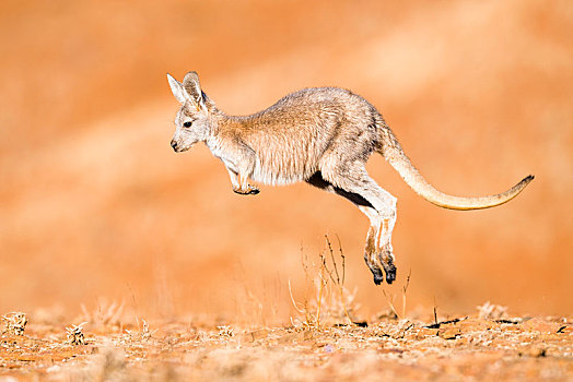 普通,大袋鼠属,跳跃,栖息地,小动物,南澳大利亚州,澳大利亚,大洋洲