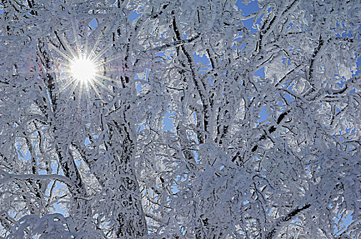 树,雪,白霜,太阳,逆光,冬天
