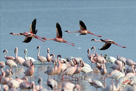 小红鹳,小火烈鸟,飞,纳库鲁湖,国家公园,肯尼亚,东非