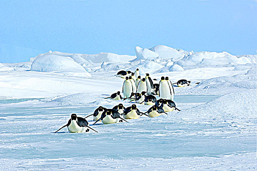 成年,帝企鹅,海冰,生物群,觅食,旅游,海上,雪丘岛,南极半岛