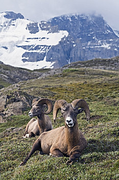 大角羊,靠近,阿萨巴斯卡冰川,碧玉国家公园,艾伯塔省,加拿大