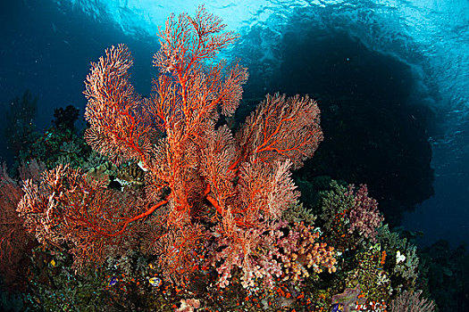 四王群岛,遮盖,柳珊瑚目,印度尼西亚