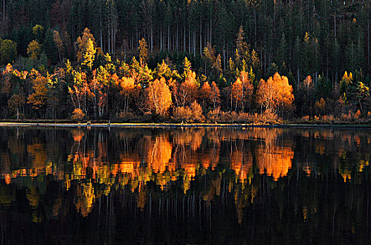 彩色,桦树,秋叶,反射,湖,黑森林,巴登符腾堡,德国,欧洲