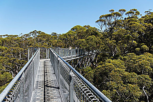 山谷,树,上面,走,沃波尔诺纳拉普国家公园,南,西部,区域,澳大利亚