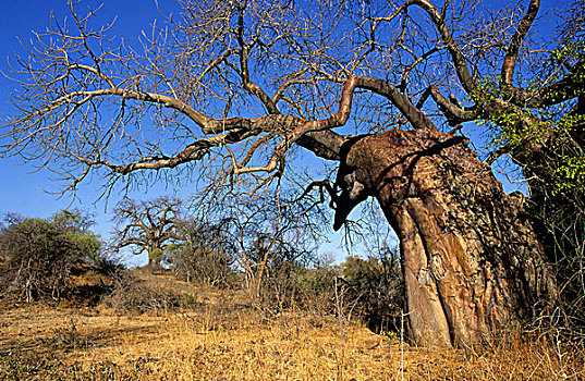 猴面包树,克鲁格国家公园,南非