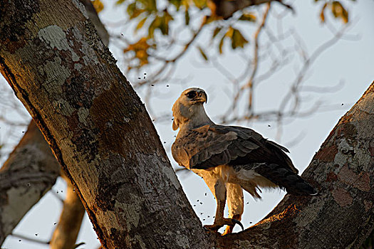 哈比鹰,幼小,15个月,栖息,树,飞,昆虫,亚马逊河,巴西,南美