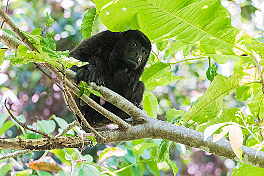 啸猴,坐,树,国家公园,哥斯达黎加,中美洲
