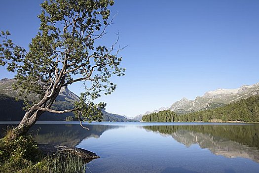 湖,围绕,阿尔卑斯山