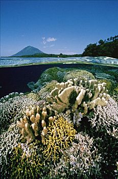 花园,困难,珊瑚,下方,表面,布那肯岛,岛屿,万鸦老,海洋,国家公园,北苏拉威西省,印度尼西亚