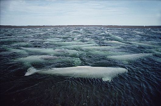 白鲸,鲸,游动,淡水,影子,加拿大西北地区,加拿大