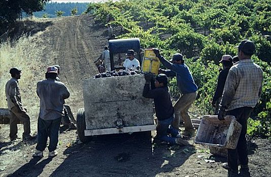 休息,葡萄采摘,那帕山谷,加利福尼亚,美国