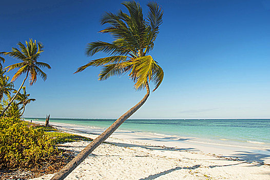 白沙,热带沙滩,棕榈树,西北,海岸,桑给巴尔岛,坦桑尼亚