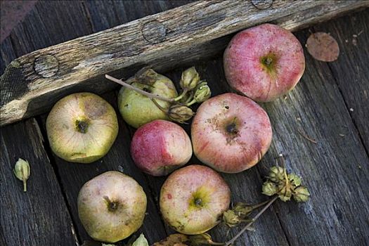 无毛,苹果,干燥,细枝,木板,苹果丰收