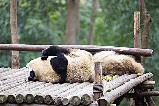 熊猫,公园