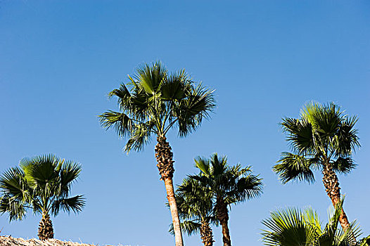 多,棕榈树,蓝天,背景