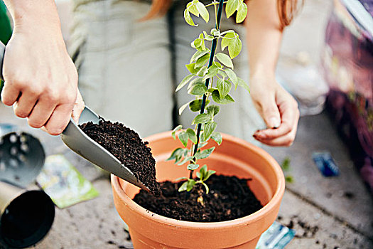 一个人,盆栽,向上,幼小植物,陶盆,增加,土地,手铲