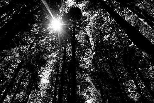 森林,加利福尼亚