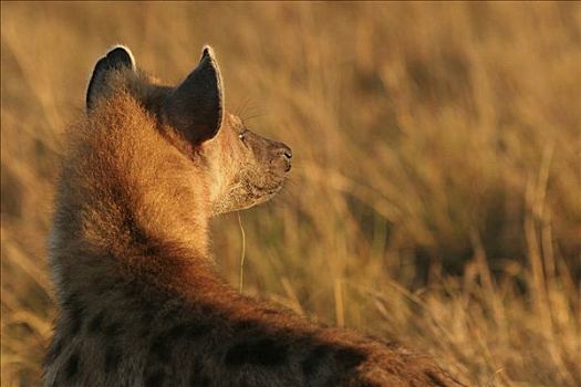 斑鬣狗,马赛马拉,肯尼亚,非洲
