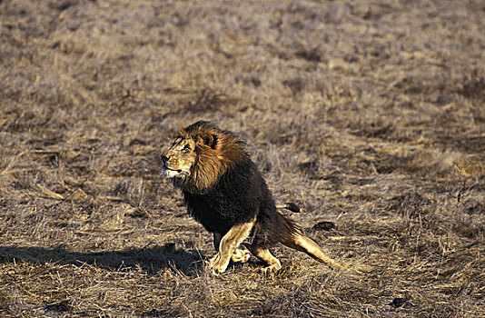 非洲狮,狮子,成年,跑