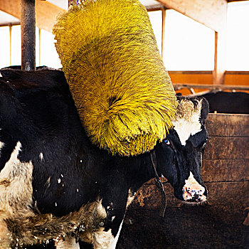 母牛,洗,谷仓,瑞典