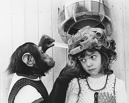 黑猩猩,美发师,英格兰,英国