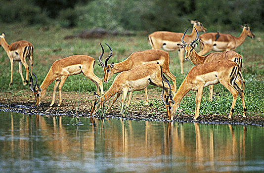 黑斑羚,牧群,喝,水潭,马赛马拉,公园,肯尼亚