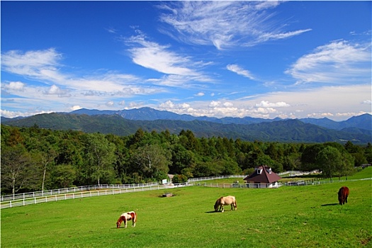 马,蓝天,高原,日本