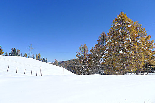 新疆巴里坤雪景森林