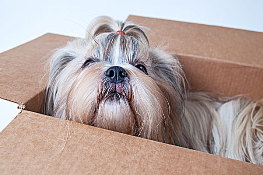 西施犬,狗,坐,纸箱,邮政,礼物,概念,白色背景,背景