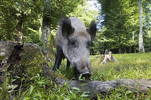 野猪,树林,野生动植物园,莱茵兰普法尔茨州,德国,欧洲