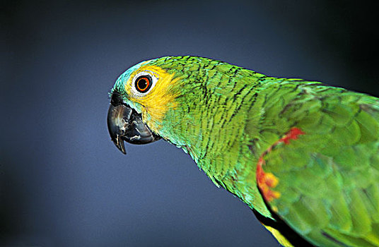 亚马逊河,鹦鹉,成年,潘塔纳尔,巴西