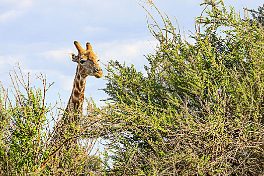 长颈鹿,纳米比亚,非洲
