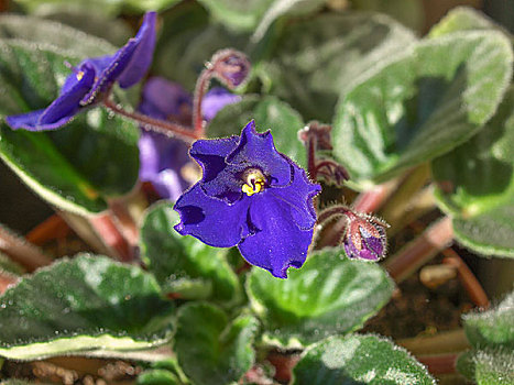 堇菜属,紫罗兰,花