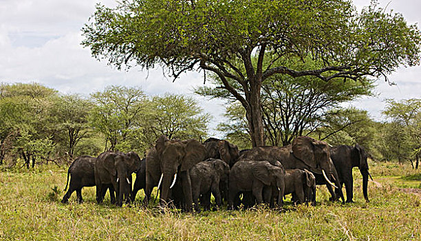 非洲,坦桑尼亚,刺槐,塔兰吉雷国家公园