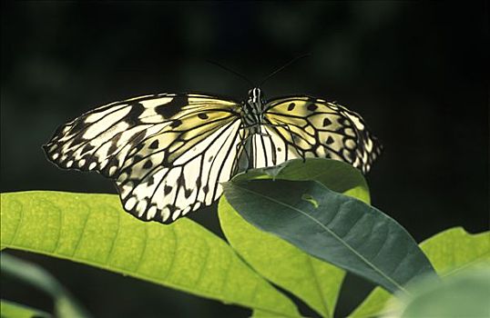 大帛斑蝶,蝴蝶,东南亚