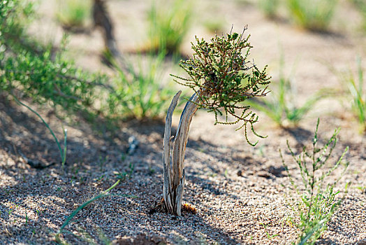 内蒙古自治区巴彦淖尔干旱荒漠里顽强的植物