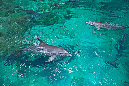 海湾群岛,洪都拉斯,宽吻海豚,加勒比海