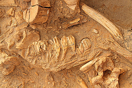 古老,化石,颚部,骨头