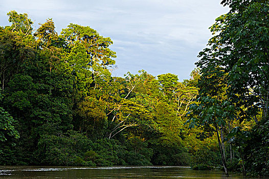 河,国家公园,亚马逊河,厄瓜多尔