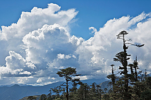 铁杉,树林,蓝天,白云,山谷,布姆唐,不丹