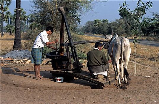 缅甸,曼德勒,两个男人,牛,制作,手掌,酒