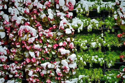 花卉,花架,积雪,雪后
